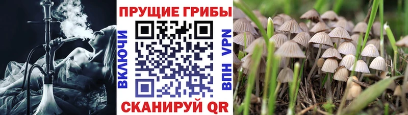 Галлюциногенные грибы мицелий  блэк спрут ссылки  Бийск 
